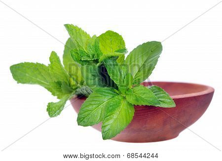 Fresh Mint