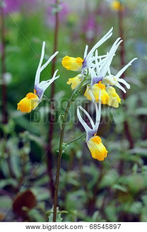 Shooting Star Flower