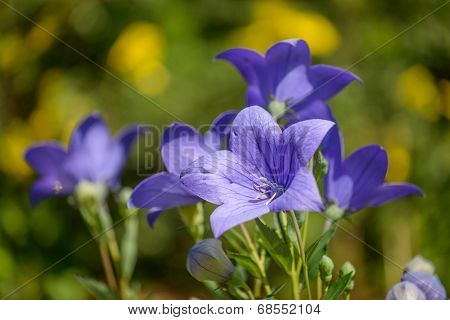 Ballon flowers