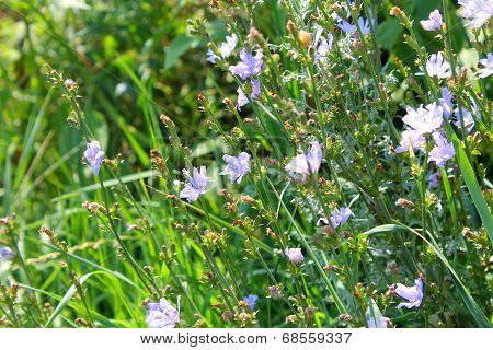Wild blue flowers chicory