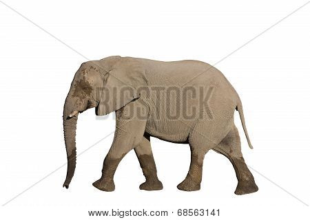 Entire elephant on white