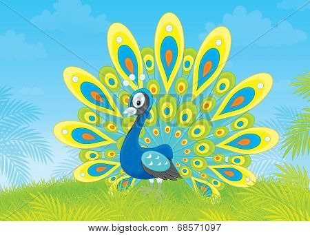 Peacock