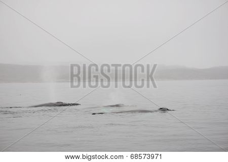 Humpback Whales