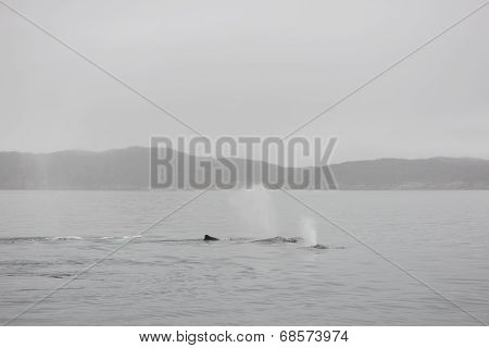 Humpback Whales