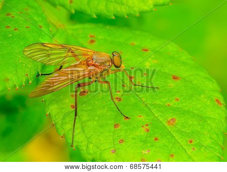 Robberfly