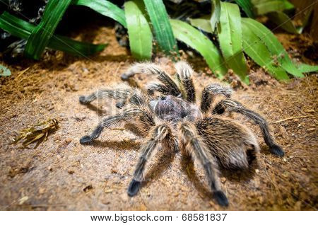 Tarantula Large Spider