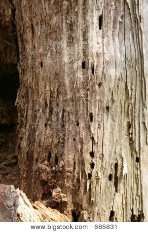 Legno Worm