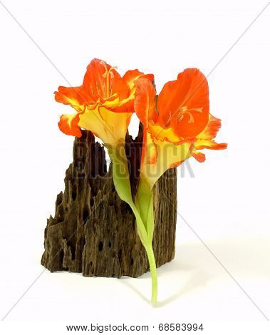orange gladiolus