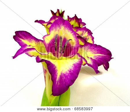 gladiolus