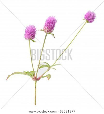 Gomphrena