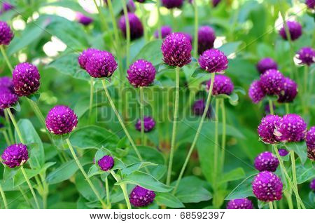 Gomphrena Flower