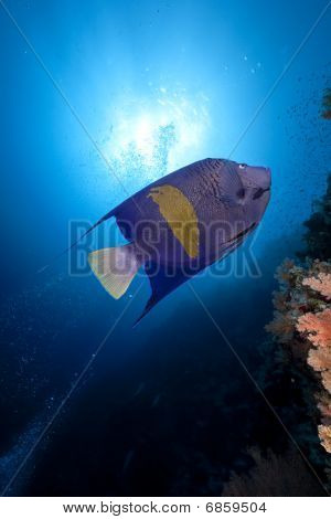 Yellowbar Angelfish og Ocean