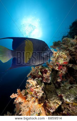 Yellowbar Angelfish og Ocean