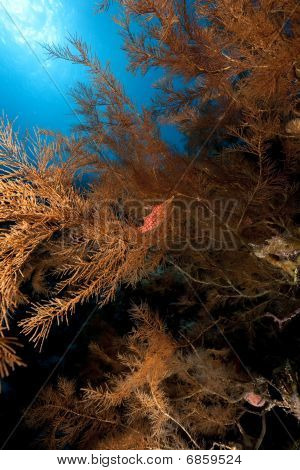 Longnose Hawkfish és a fekete korall