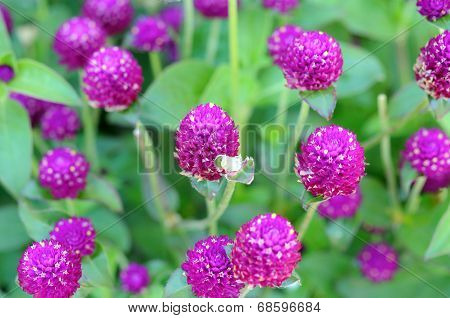 Gomphrena Flower