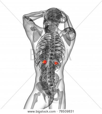 3D Render Medical Illustration Of The Human Adrenal Glands