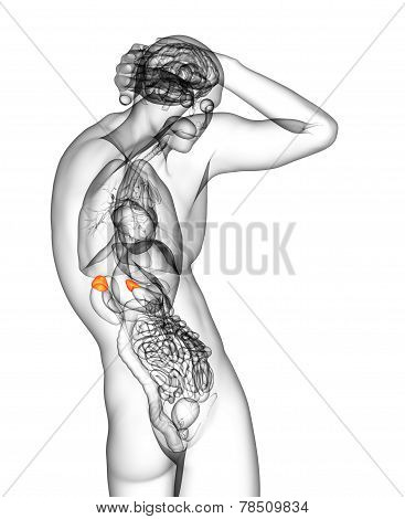 3D Render Medical Illustration Of The Human Adrenal Glands