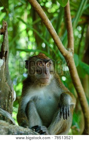 Wild Macaca Monkey In Tropical Forest