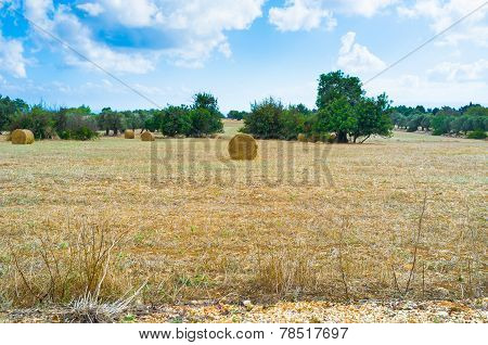 On The Meadow