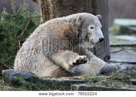 Young polar bear (Ursus maritimus).