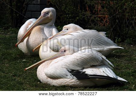 Great white pelicans (Pelecanus onocrotalus). 