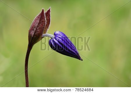 little blue flowe
