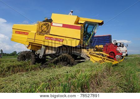 Harvesting Ripe Rice On Paddy Field