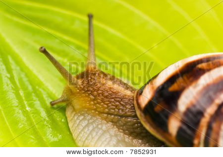 Caracol