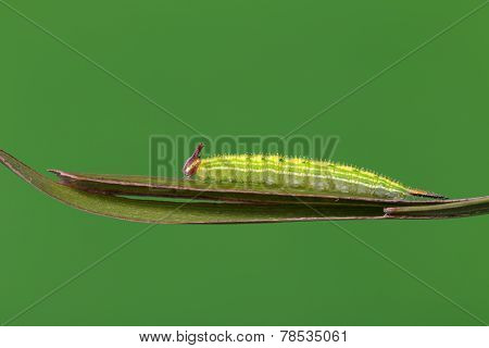Caterpillar Of Common Palmfly Butterfly