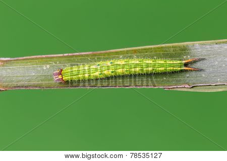 Caterpillar Of Common Palmfly Butterfly