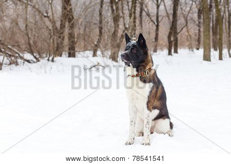 Akita Dog Breed With A Black Muzzle Winter In The Park