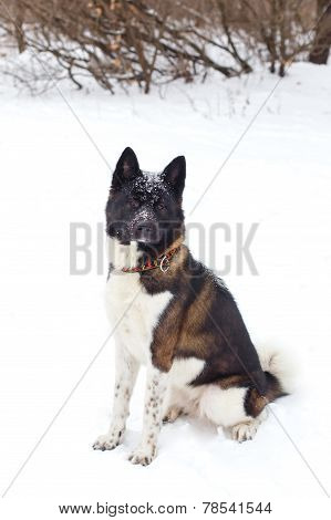 Akita Dog Breed With A Black Muzzle Winter In The Park