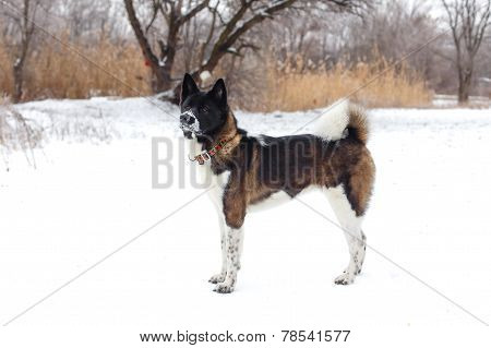 Akita Dog Breed With A Black Muzzle Winter In The Park
