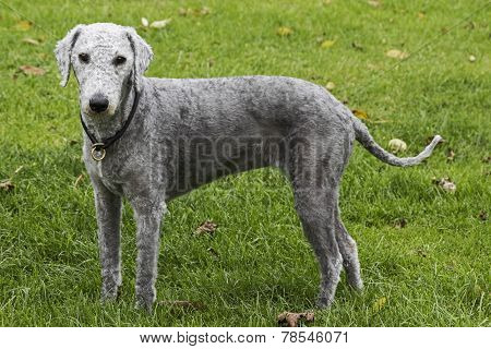 Freshly Clipped Bedlington Terrier