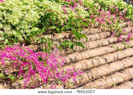 Coral vine flower