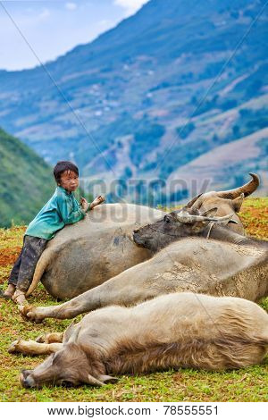 SAPA, VIETNAM - JUNE 10, 2011: Unidentified Vietnamese boy with buffaloes in Ta Van village. Though Vietnam's economic growth rate is among the highest in the world, poverty rate is still high