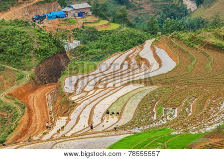 SAPA, VIETNAM - JUNE 10, 2011: Unidentified people working in rice field terraces (rice paddy) near Ta Van village. Vietnam is one of the top rice exporting countries in the world