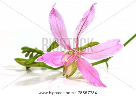 Purple Bauhinia on white background