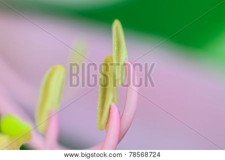close up pollen of Purple Bauhinia on white background
