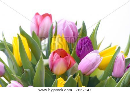 Buket tulipaner