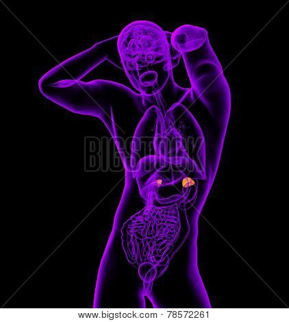 3D Render Medical Illustration Of The Human Adrenal Glands