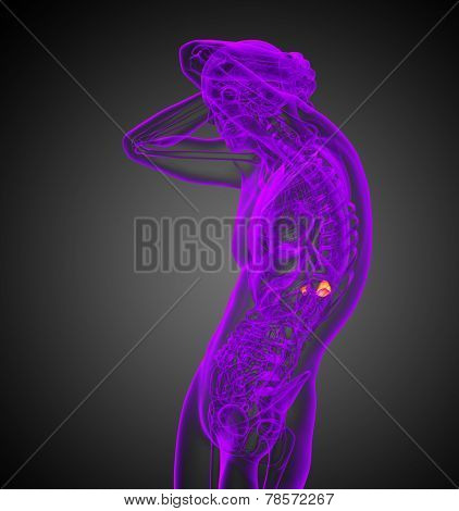 3D Render Medical Illustration Of The Human Adrenal Glands
