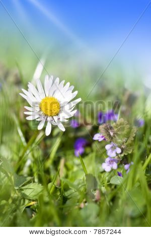 Gänseblümchen-Blumen close up