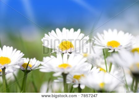 Daisy blomster gruppe