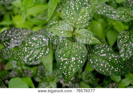 Araceae, Green Leaves With Pink Dots