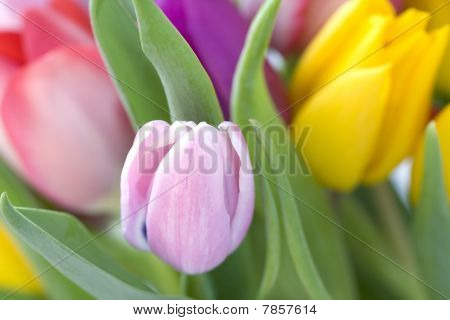 Tulipanes de macro