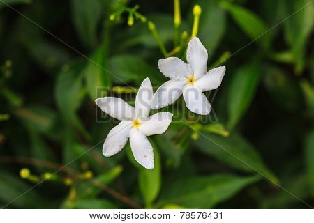 White Sampaguita Jasmine Or Arabian Jasmine
