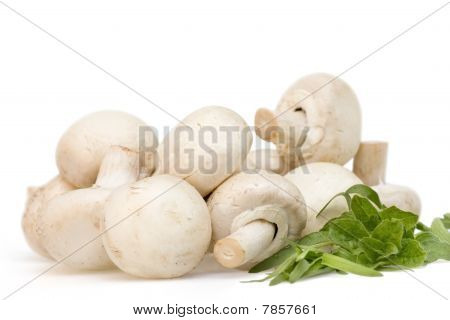 Champignon med estragon