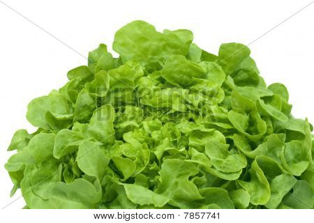 Egeblad salat på hvid
