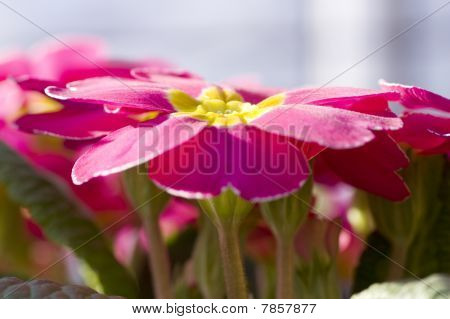 Pink Primula